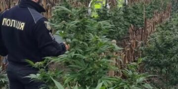 Наркоплантація на Київщині: поліція розкрила подробиці