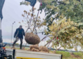 Швидко ростуть і не бояться холоду: в Києві висадили “Сріблясті” клени, – ФОТО