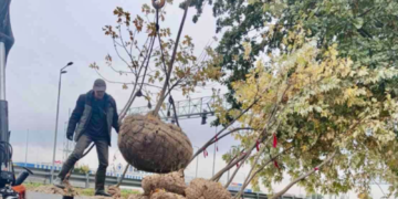 Швидко ростуть і не бояться холоду: в Києві висадили “Сріблясті” клени, – ФОТО